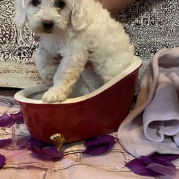 Cockapoo Puppies from Country J Canines