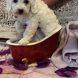 Cockapoo Puppies from Country J Canines