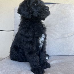 Goldendoodle and Poodle Puppies from Desert Doodles
