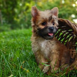 Companion Cross, Havanese, Mal-Shi, Maltese, Maltipoo, Morkie, and Shih Tzu Puppies from Seeking Shalom Acres Maltese, Maltipoos & Havamalts