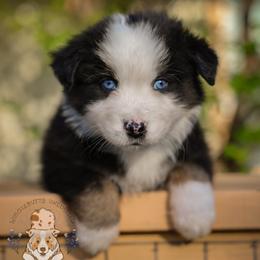 Cow - Black tri-color male Australian Shepherd puppy in Buena Vista, Colorado from Wigglebutts Unlimited