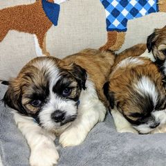 Bichon Frises, Shichons, and Shih Tzus from IDREAMOFPUPPIES