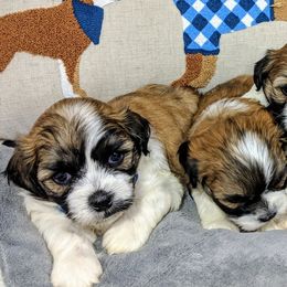 Bichon Frises, Shichons, and Shih Tzus from IDREAMOFPUPPIES