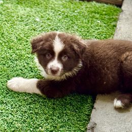 Red male - Red tri male Miniature Australian Shepherd puppy in Lemon Cove, California from Magic Ranch Mini Aussies