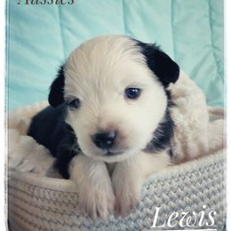Toy Australian Shepherd Puppies from Canaan Mountain Aussies