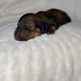 Dachshund Puppies from Diddle Bros Dachshunds