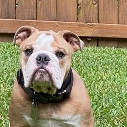 Bulldog Puppies from Triple Crown English Bulldogs