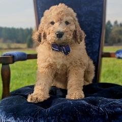 Paddy - Merle-sable male Saint Berdoodle puppy in Battle Ground, Washington from Mad Hatter Farms Saint Berdoodles
