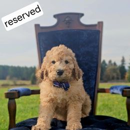 Paddy - Merle-sable male Saint Berdoodle puppy in Battle Ground, Washington from Mad Hatter Farms Saint Berdoodles