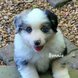 Bonnie - Blue merle female Miniature American Shepherd puppy in Waxhaw, North Carolina from Cane Creek Aussies