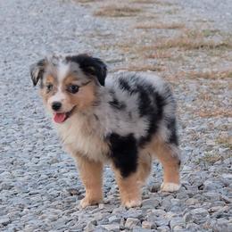 Liza - Blue merle female Miniature Australian Shepherd puppy in Leonard, Texas from Tin Roof Aussies