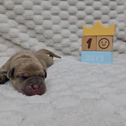 Grey collar - Gray and fawn male Cane Corso puppy in Fritch, Texas from Carrie Brown's Cane Corsos