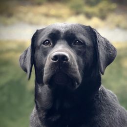 Nya - Labrador Retriever