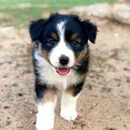 Buckle - Black tri-color female Australian Shepherd puppy in Vernal, Utah from Dancing M Australian Shepherds