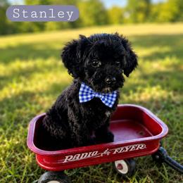 Stanley- TINY - male Cavapoochon puppy in Bullard, Texas from Cavapoochon Central LLC