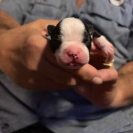 Female 1 - Black and white female Boston Terrier puppy in Covington, Georgia from Tuxedo Bostons of Atlanta