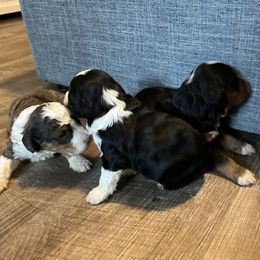 Bernedoodle and French Bulldog Puppies from Bernied00dle Love & Fr3nchi3 Love