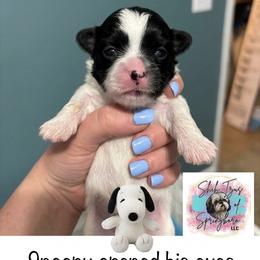Snoopy - Black and white male Shih Tzu puppy in Springboro, Ohio from Shih Tzus of Springboro LLC.