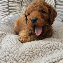 Bernedoodle and Goldendoodle Puppies from Dose of Doodles