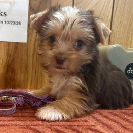 Girl 2 - Chocolate, tan and white female Yorkshire Terrier puppy in Bear Creek, North Carolina from Yorkie Time