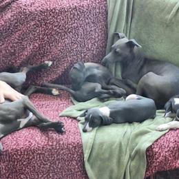Italian Greyhound Puppies from Fisher Link