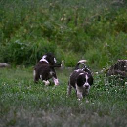 Ginny - Liver and white female English Springer Spaniel puppy in Huntingdon, Pennsylvania from Leila Ferrucci