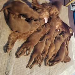 Irish Setter Puppies from Kilkieran Kennels and farm
