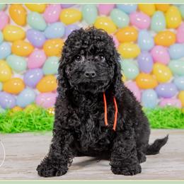 Moose - Black male Cockapoo puppy in Connersville, Indiana from Deaz Doodle Ranch