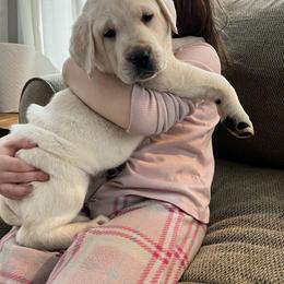 Labrador Retrievers from Sunshine Acres