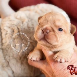 Toy Story's Woody (Fluffy) - Cream male French Bulldog puppy in Salem, Oregon from Toy House Frenchies