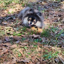 Tink - Pomeranian
