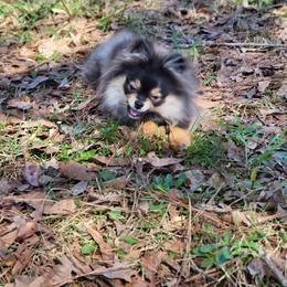 Tink - Pomeranian