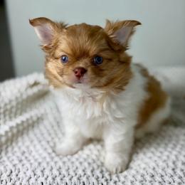 Max -4550 - Red and white male Chihuahua puppy in Beaumont, Texas from Down south pups
