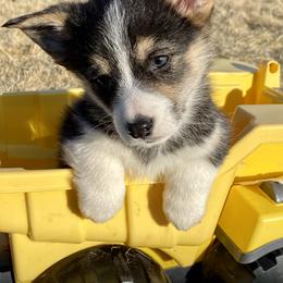 Pembroke Welsh Corgi Puppies from Davies Ranch Pembroke Welsh Corgis