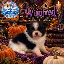 Winifred - Black parti female Pomeranian puppy in Sandia, Texas from Broken Arrow Poms