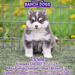 Estelle - Blue female Pomsky puppy in Humeston, Iowa from M.A.R. Dogs