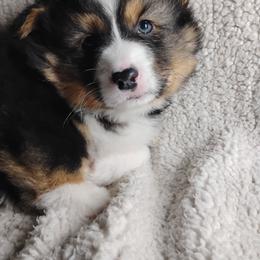 Fluffy Silver Collar - Black and tan male Pembroke Welsh Corgi puppy in Yelm, Washington from Tolbolton Creek Corgis