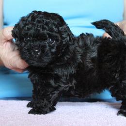 Russian Tsvetnaya Bolonka Puppies from Pink Lotus Kennels