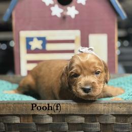 Pooh - Apricot female Australian Labradoodle puppy in Citrus Heights, California from Elite Blend Labradoodles