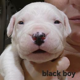 Boy 4 -black boy - White male Dogo Argentino puppy in Blythe, California from Dogos del Gran Reino