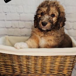 Phineas (Finn) - Sable male Saint Berdoodle puppy in Battle Ground, Washington from Mad Hatter Farms Saint Berdoodles