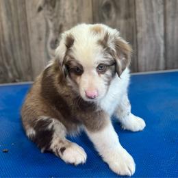 Everett - Red merle male Miniature Australian Shepherd puppy in Geary, Oklahoma from Helm Farms Aussies
