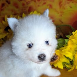 Holly - 2000 - Silver female Pomsky puppy in Spring Hill, Florida from www.PuppyTimeEmporium.com