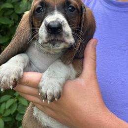 Male 3 - Mahogany and white male Basset Hound puppy in Lindley, New York from Hill Top Basset Hounds & Cane Corso