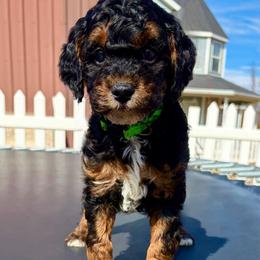Boy 4 - Phantom male Poodle puppy in Henefer, Utah from Mountain Valley Poodles