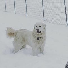 Colorado Mountain Dog All Grown Up from Painted Horizon Acres