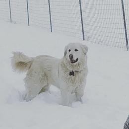 Colorado Mountain Dog All Grown Up from Painted Horizon Acres