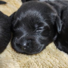 Labrador Retriever Puppies from Steele Caliber Retrievers