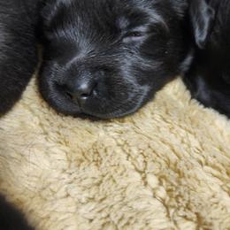Labrador Retriever Puppies from Steele Caliber Retrievers