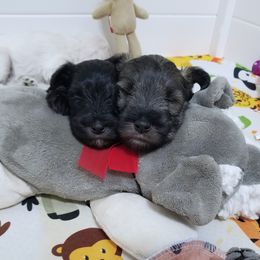 Boy 1 - Miniature Schnauzer puppy from Schnauzer Affinity